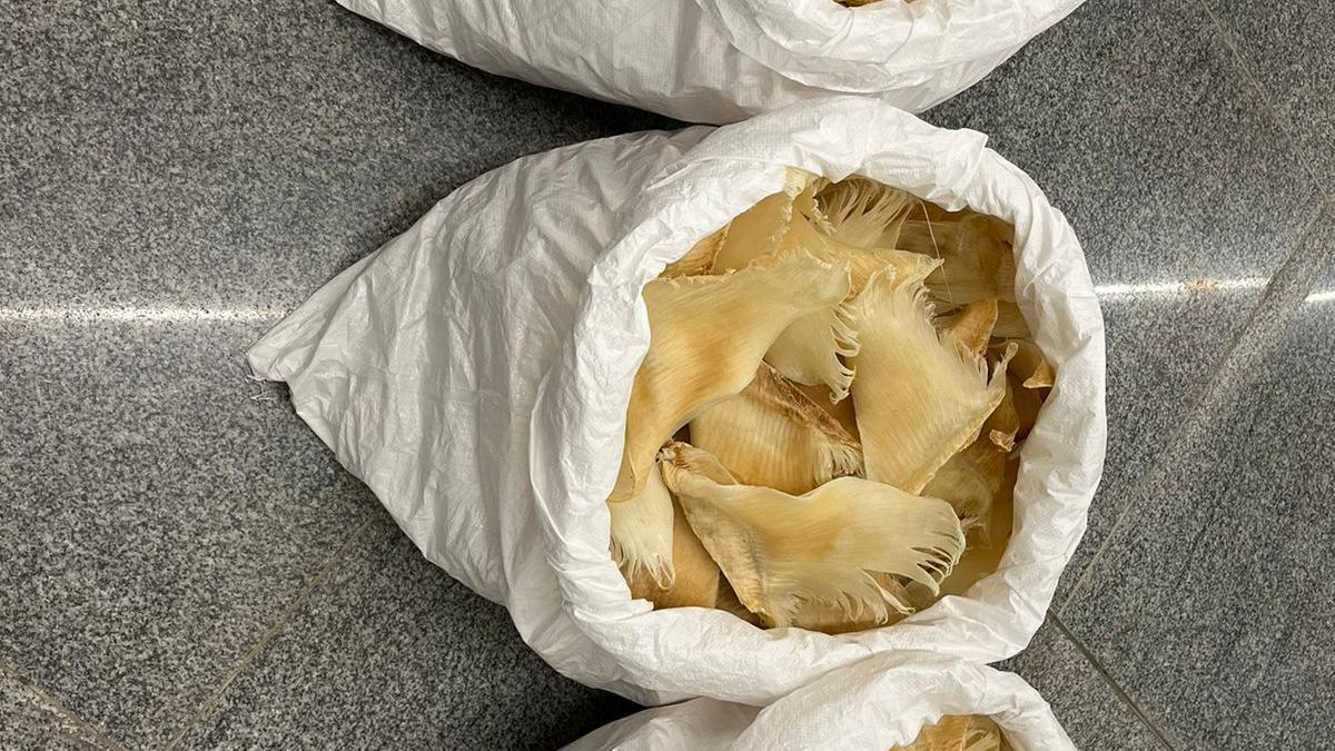 Shark fins, foreign currency notes seized at Tiruchi airport