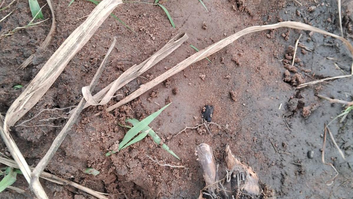 Footprints of animal suspected to be from dog family found on farm land in Ariyalur district