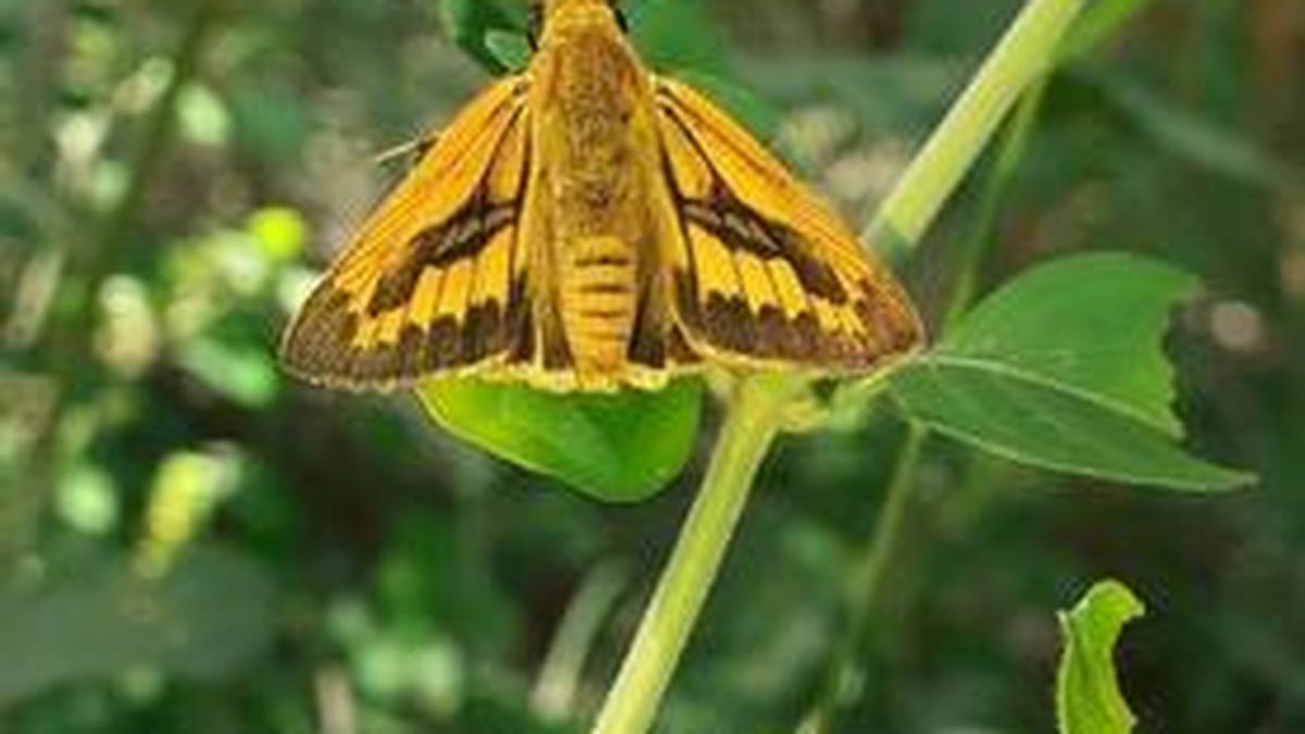 Another butterfly species recorded at conservatory - The Hindu