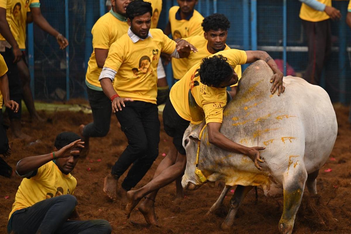 Sabato alcuni giovani tentano di domare un toro durante l'evento jallikattu nel villaggio di Thatchankurichi, nel distretto di Pudukottai.