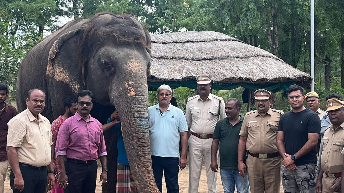 ‘Jaini’ is latest entrant to the Elephant Rescue and Rehabilitation Centre near Tiruchi