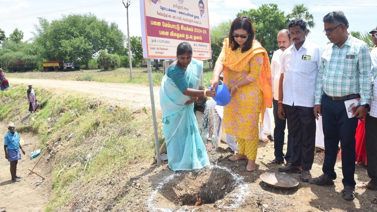 Horticulture Department to take up sowing of 25,000 palm seeds in Perambalur district this year