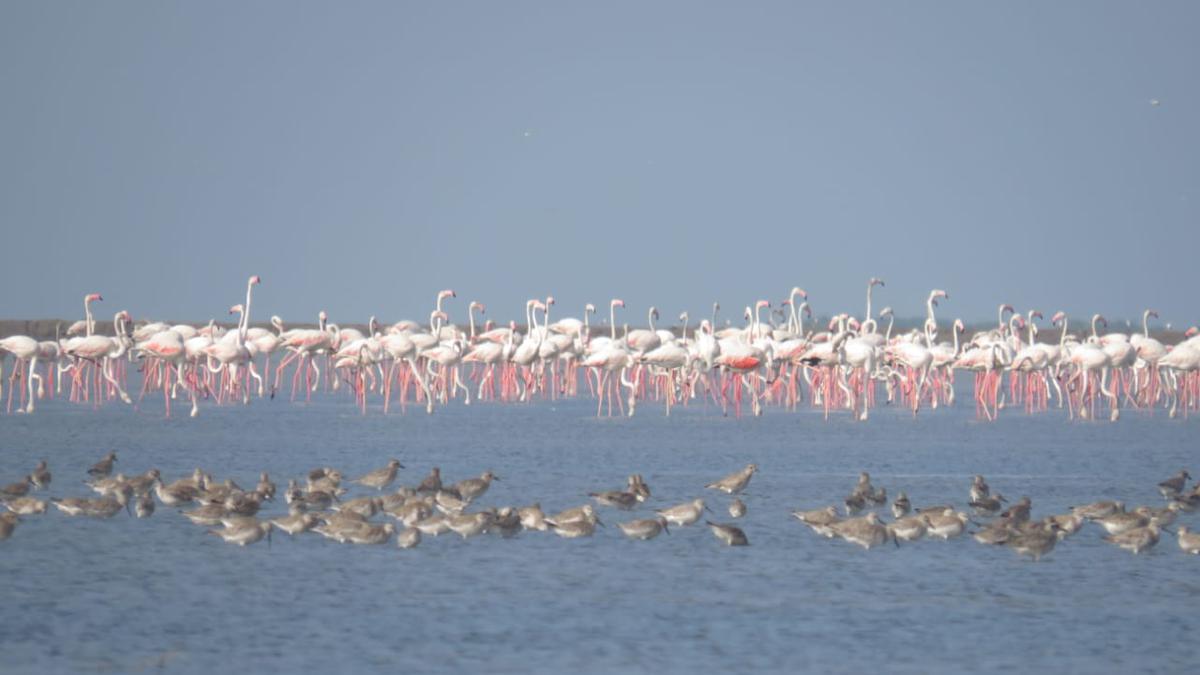 Migratory shore birds flock to mudflats of Point Calimere Wildlife and Bird Sanctuary