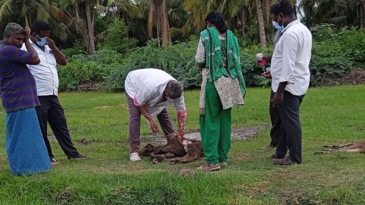 Death of nine cows within a month in a dairy farm shocks farmers in Karur