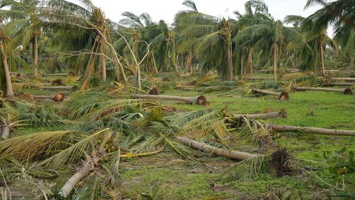Coconut insurance scheme yet to pick up The Hindu