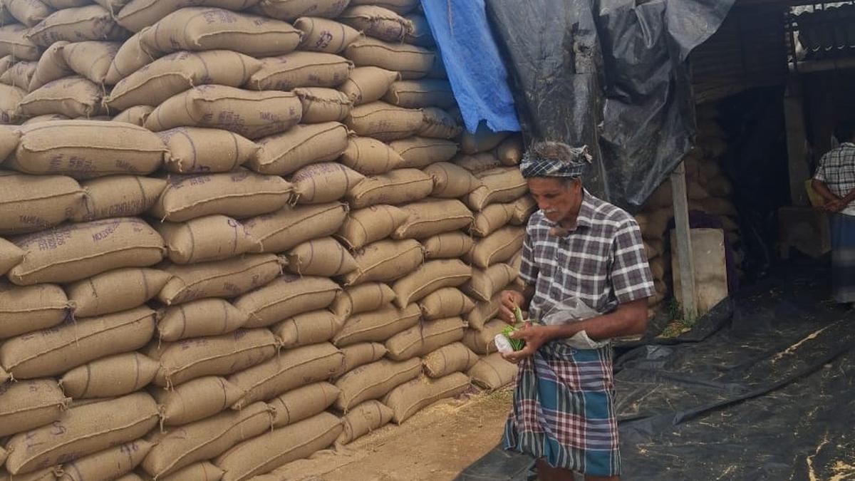 Tardiness in movement of procured paddy worries farmers