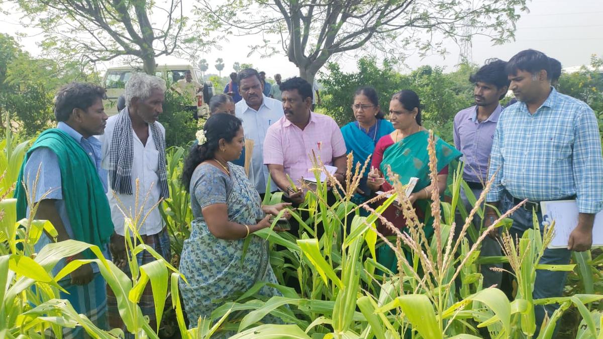 Scientists, officials inspect Fall Armyworm-hit maize fields in Tiruchi district
