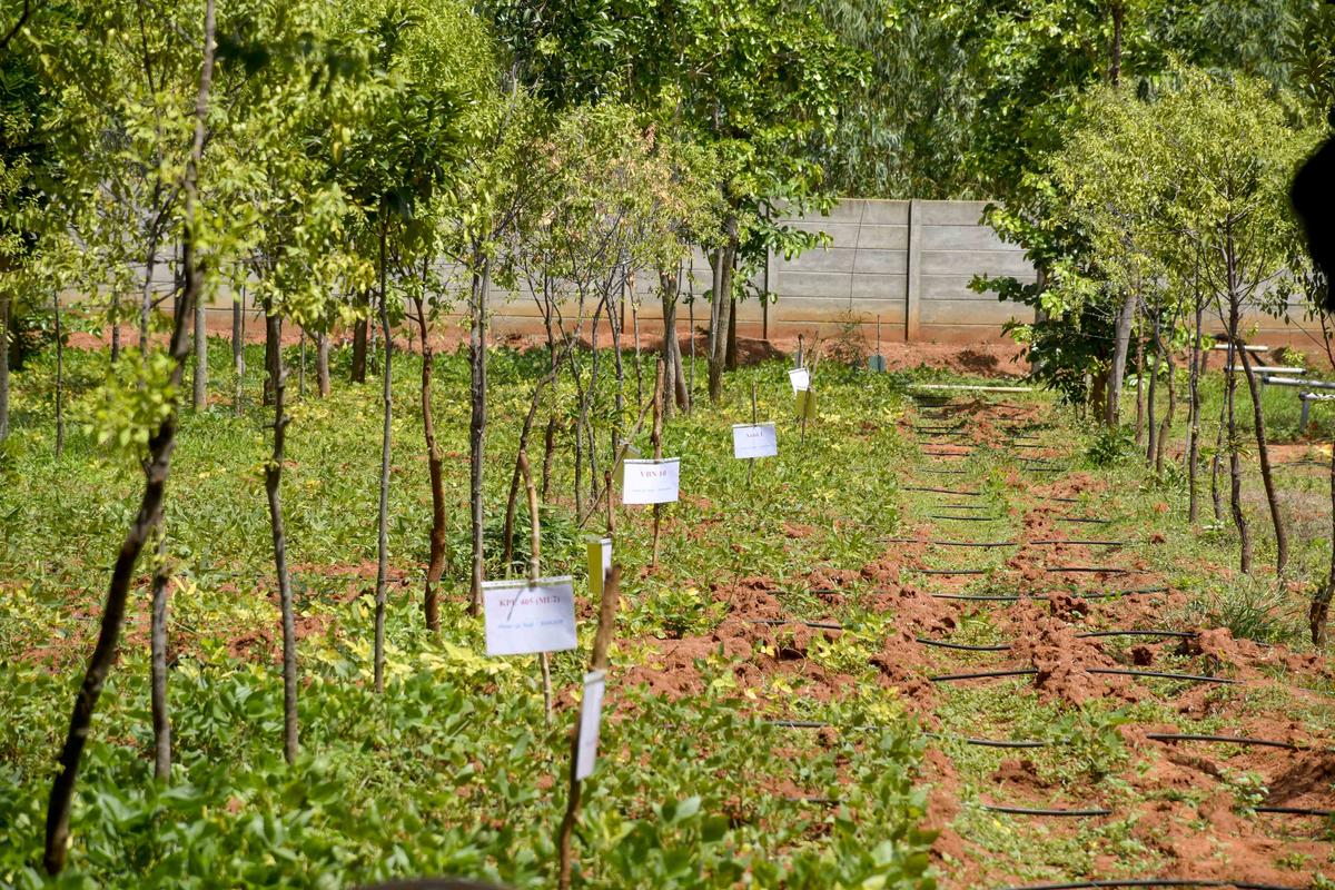 Igricly जिले में ब्लैकग्राम विविधताओं का एक डेमन डिपार्टमेंट प्लॉट।