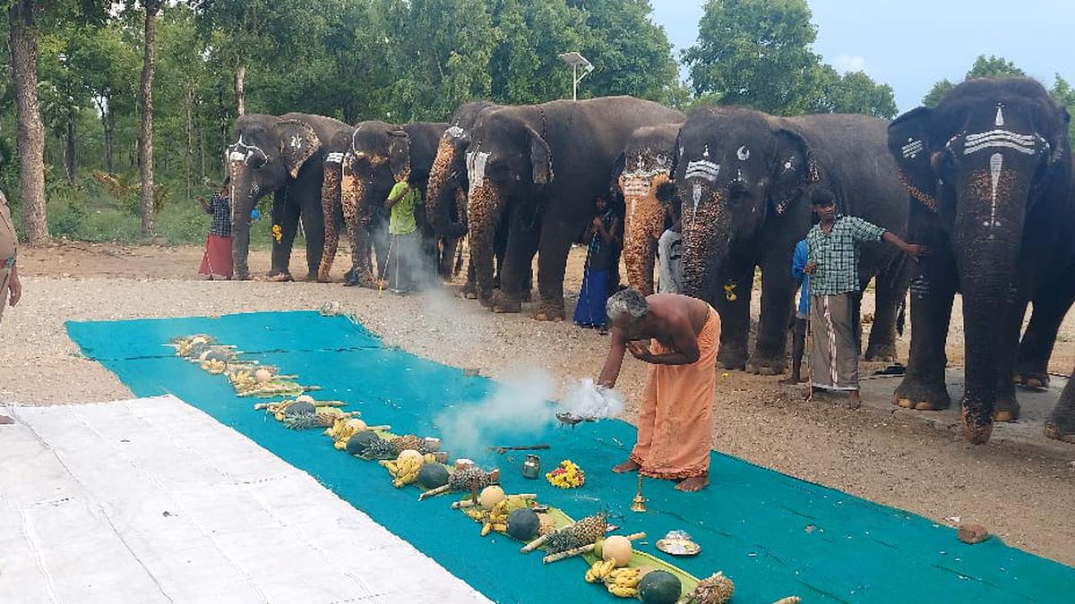 Captive elephants fed kozhukattai on Vinayaka Chaturthi at rescue centre