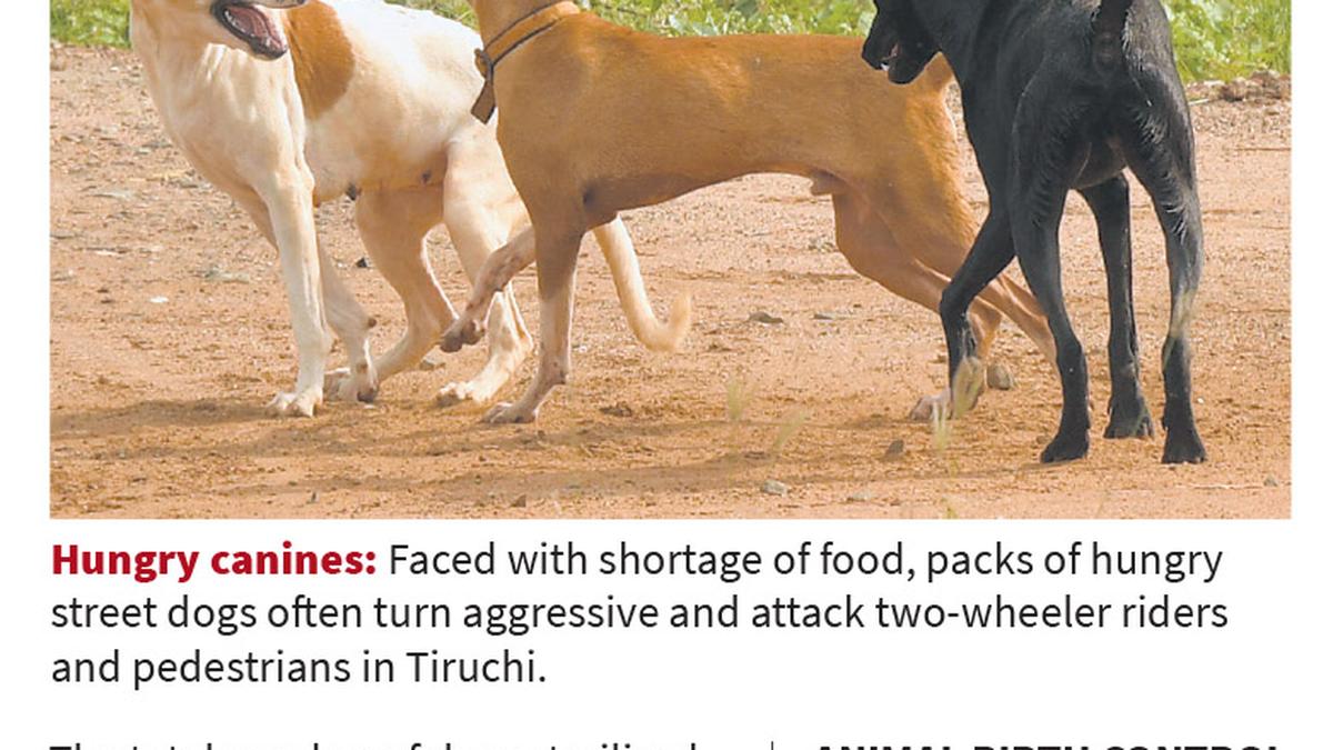 Feeding shelters for community dogs to come up in Tiruchi