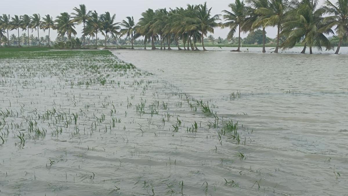 Farmers association demands ₹35,000 per acre as compensation for waterlogged crops