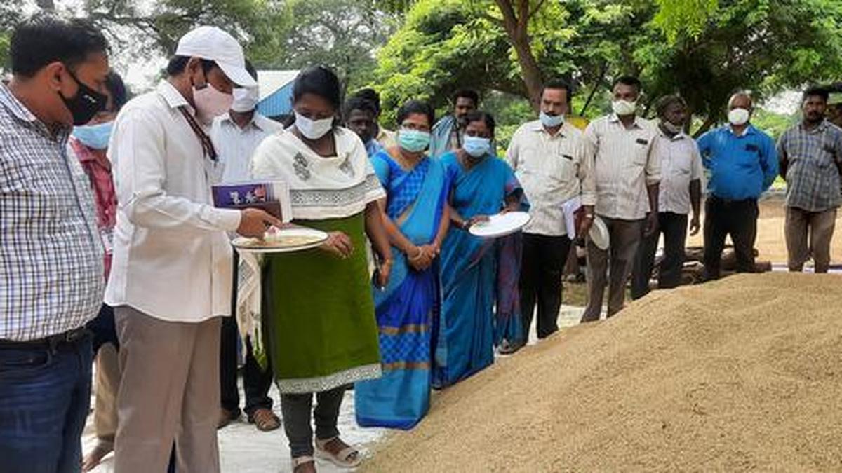 Central team visits delta to check moisture content in paddy The Hindu