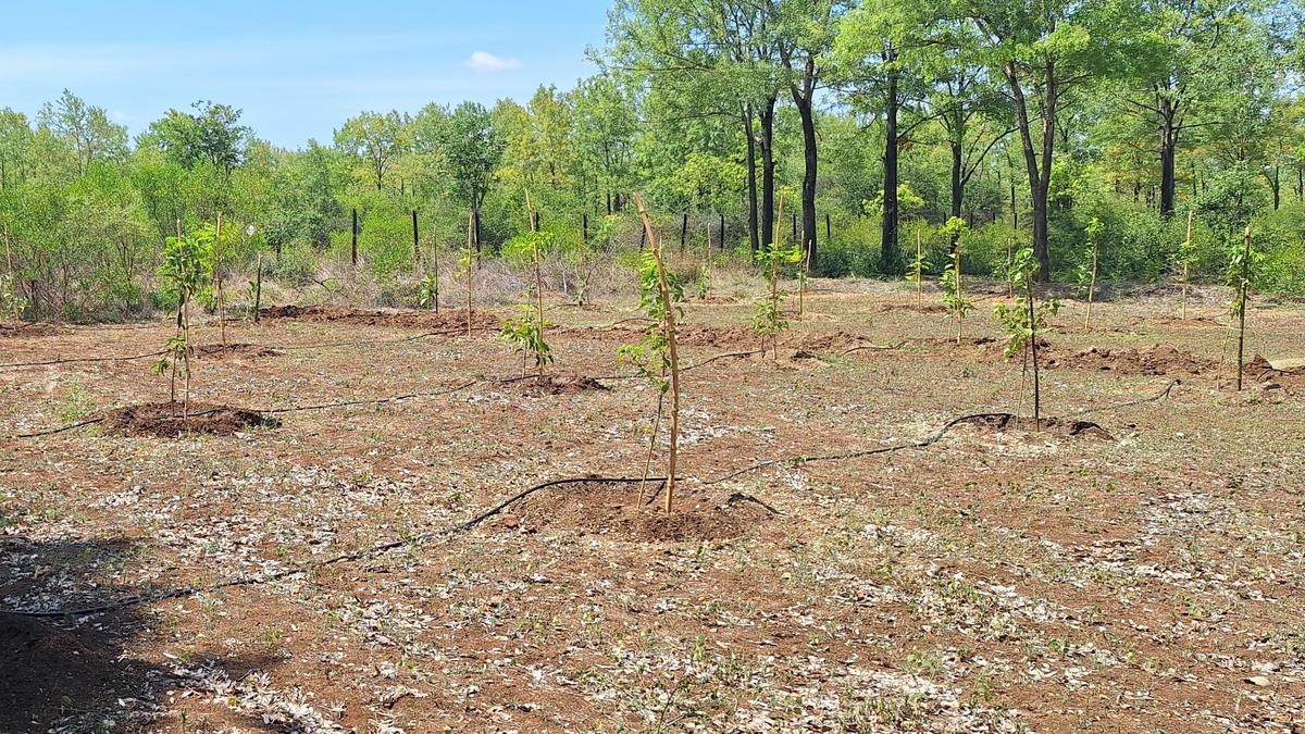 Seedlings of 13 tree species planted at Elephant Rescue and Rehabilitation Center