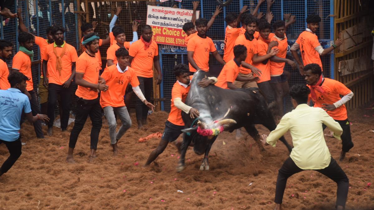 73 injured in jallikattu in Tiruchi, Pudukottai districts