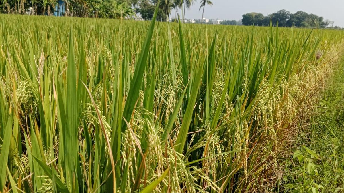 Farmers left high and dry as private traders offer low price for Andhra Ponni paddy