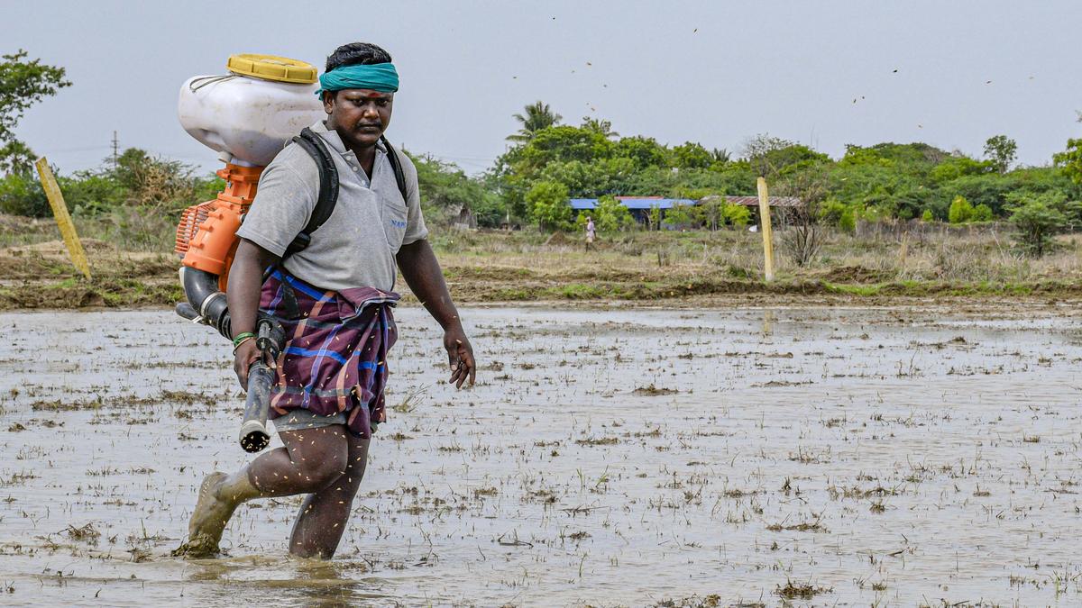 Thanjavur farmer shows the way with use of power sprayer for direct sowing of paddy