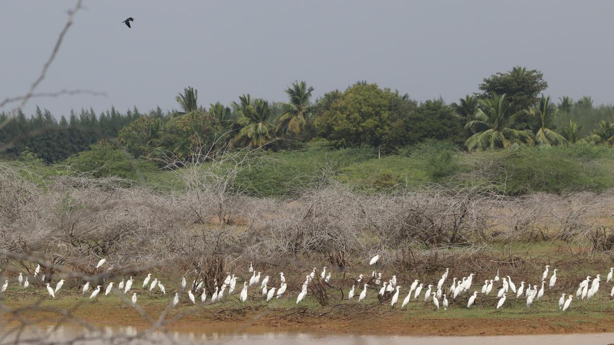 Over 11,000 birds recorded in census conducted in wetlands of Pudukottai district