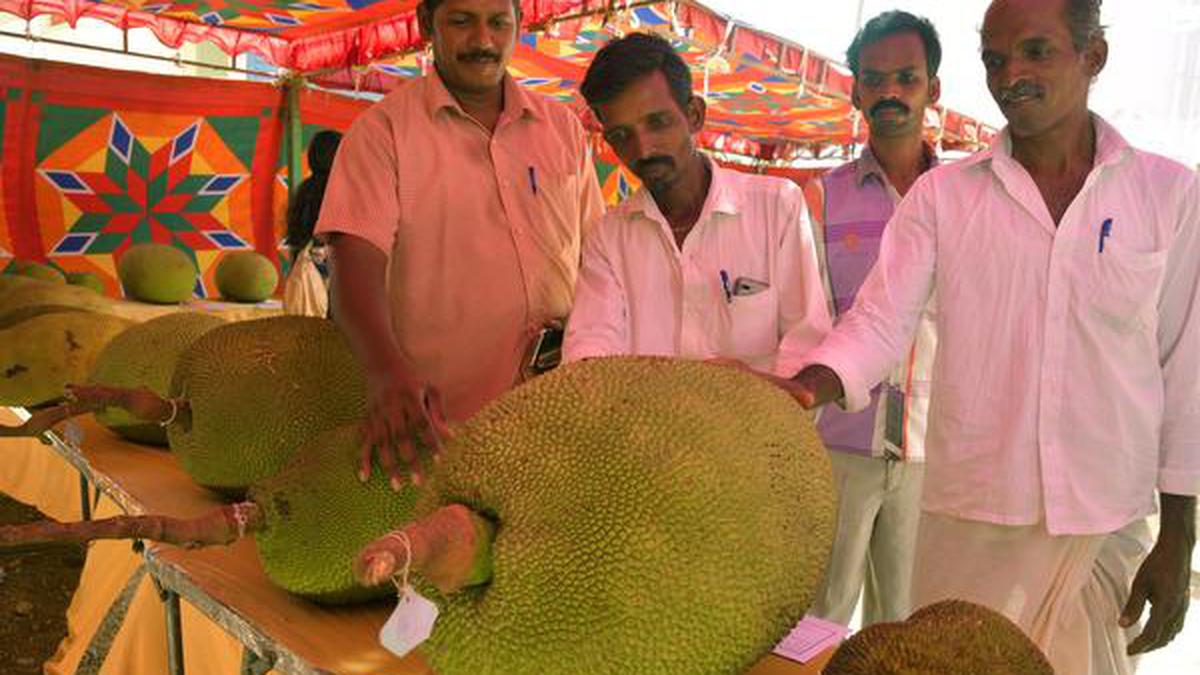 Jackfruit Cultivation Must Be Stepped Up, Says Tnau Vc - The Hindu