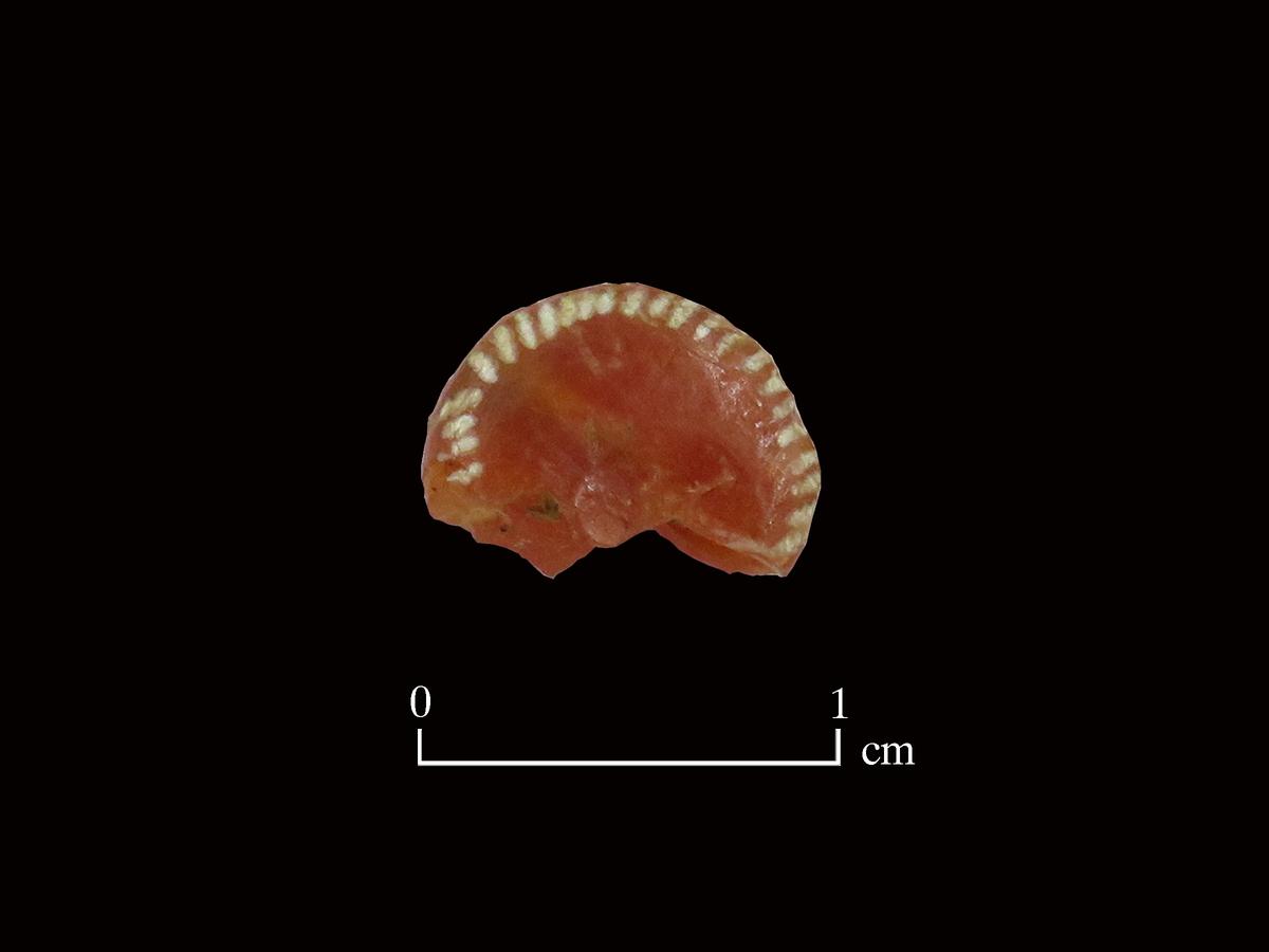 The discovery of the red round-shaped carnelian bead at Porpanaikottai in Tamil Nadu’s Pudukottai district is a pointer to domestic trade. Photo: Special Arrangement The discovery of the red round-shaped carnelian bead at Porpanaikottai in Tamil Nadu’s Pudukottai district is a pointer to domestic trade. Photo: Special Arrangement