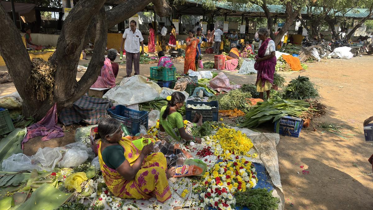 Heavy rain pushes up prices of sugarcane, turmeric and ginger this Pongal