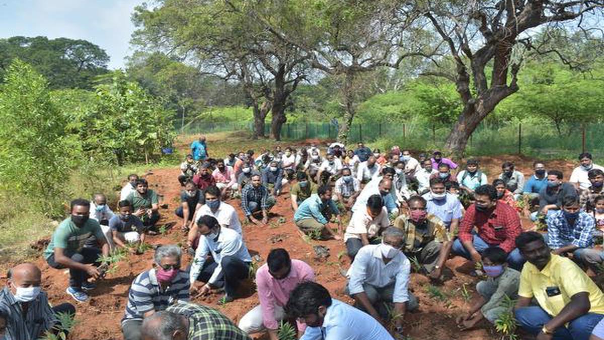 ‘Beema Bamboo’ saplings planted - The Hindu