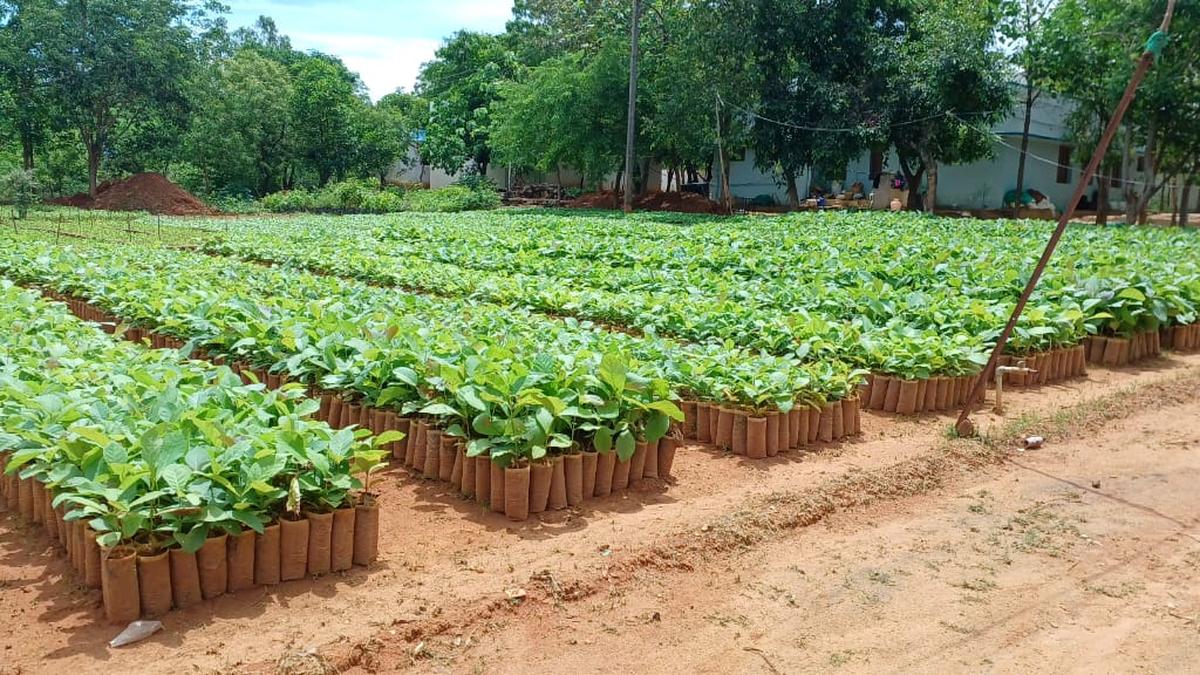 Action plan ready to plant 30 lakh seedlings of tree species in 2024-2025 to enhance green cover in Pudukottai