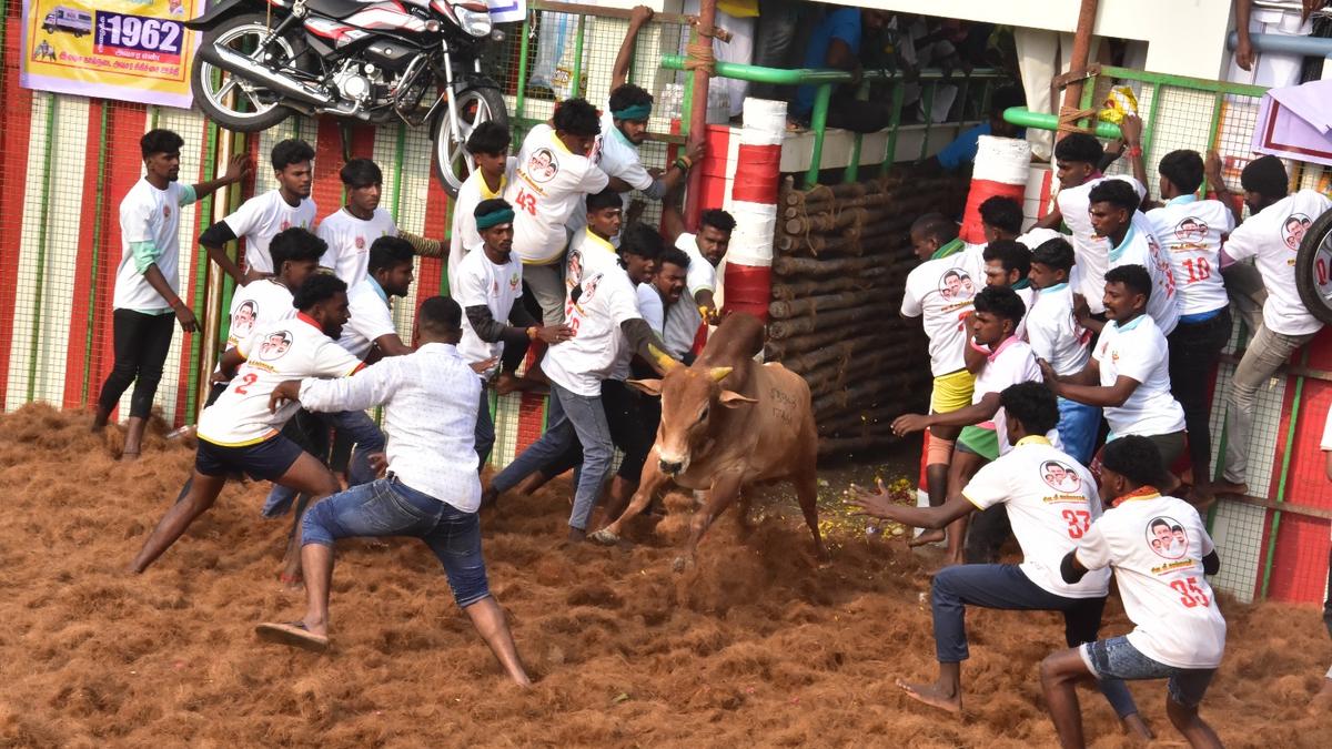 130 injured in jallikattu in Tiruchi, Karur, and Pudukottai districts