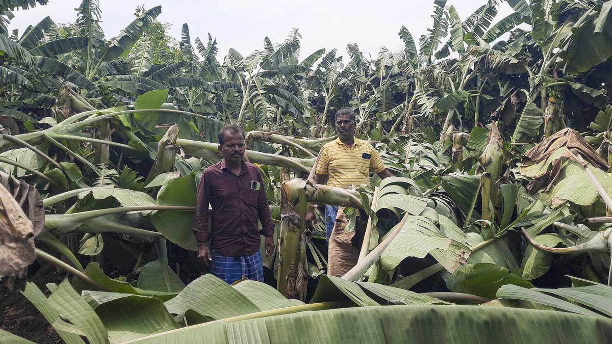 Strong wind, heavy rain damage banana crop damaged in parts of Thanjavur, Mayiladuthurai districts
