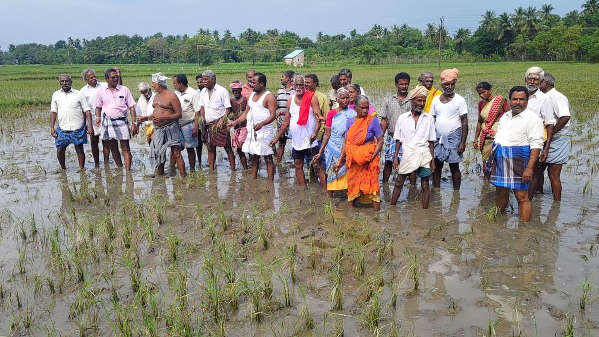 Farmers stage protest against officials for not assessing crop damage in Kumbakonam taluk