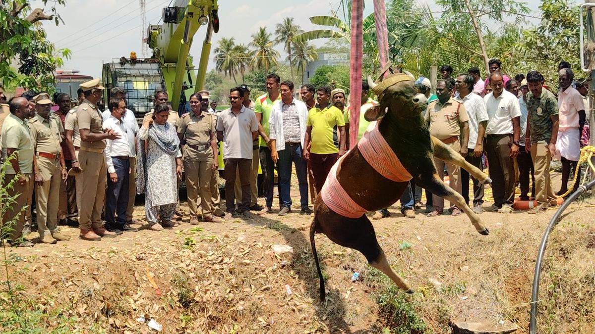 Four gaurs fall into well near Manapparai, two rescued and two die