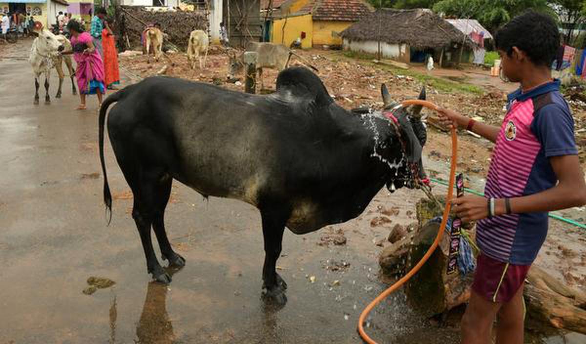 Fervour marks Mattu Pongal - The Hindu