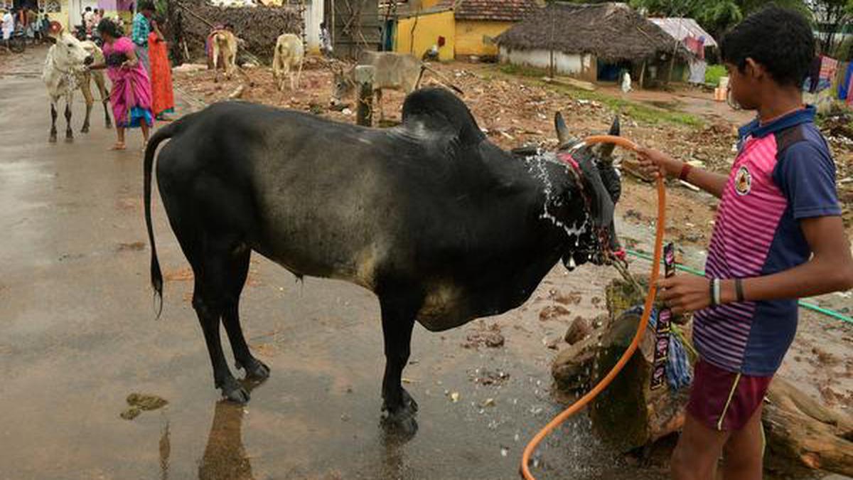 Fervour marks Mattu Pongal - The Hindu