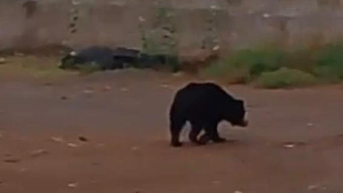 Puliyancholai eco-tourism site shut for one day after sloth bear is spotted