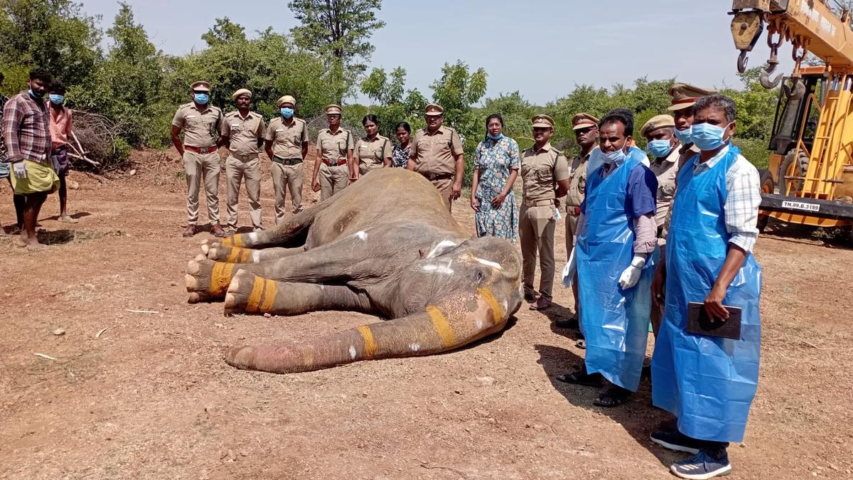 Ailing elephant dies at rehabilitation centre in Tiruchi