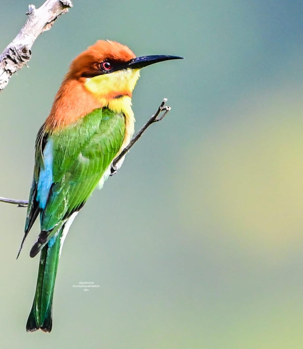 चेस्ट-नट हेडेड बी ईटर को पुदुकोट्टई जिले में आयोजित समकालिक स्थलीय पक्षी जनगणना के दौरान देखा गया था। 