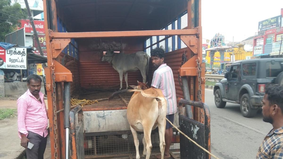 Tiruchi Corporation intensifies drive to round up cattle that roam national highways