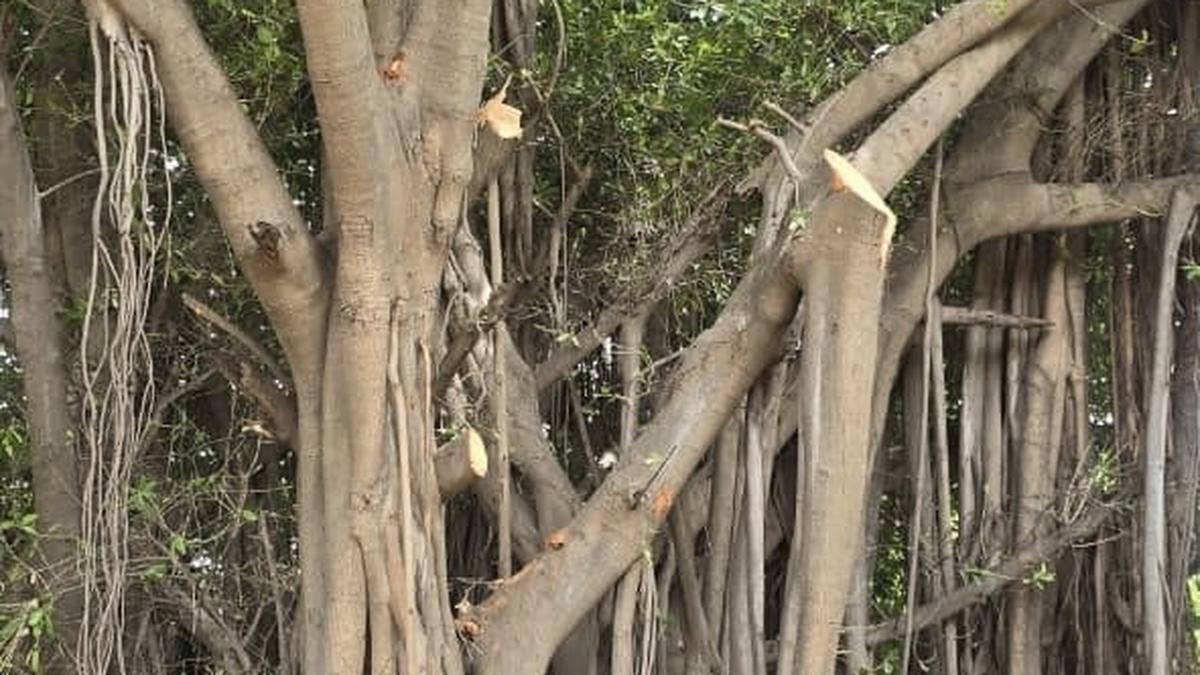 Activists raise alarm over cutting of trees in Tiruchi