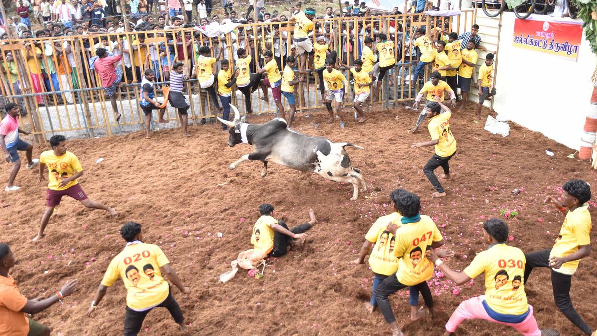 Two elderly spectators killed in jallikattu in Karur and Pudukottai districts