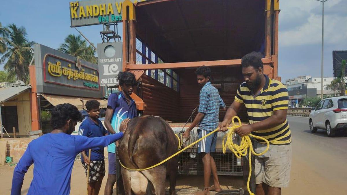 Drive to impound stray cattle to be intensified in Tiruchi