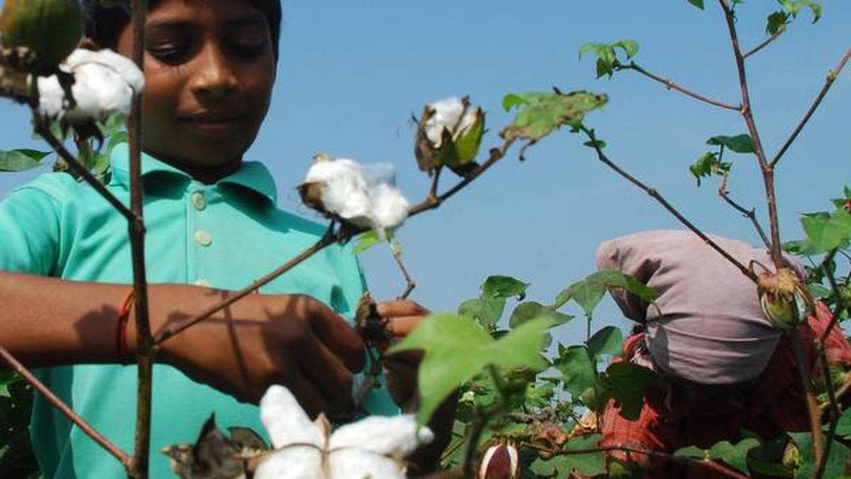 Farmers told to go for CO17 cotton The Hindu