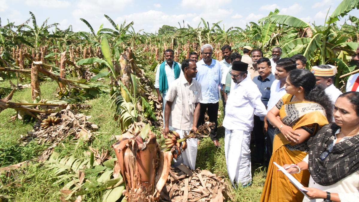 ‘Damaged caused to banana crop being assessed in Thanjavur district’