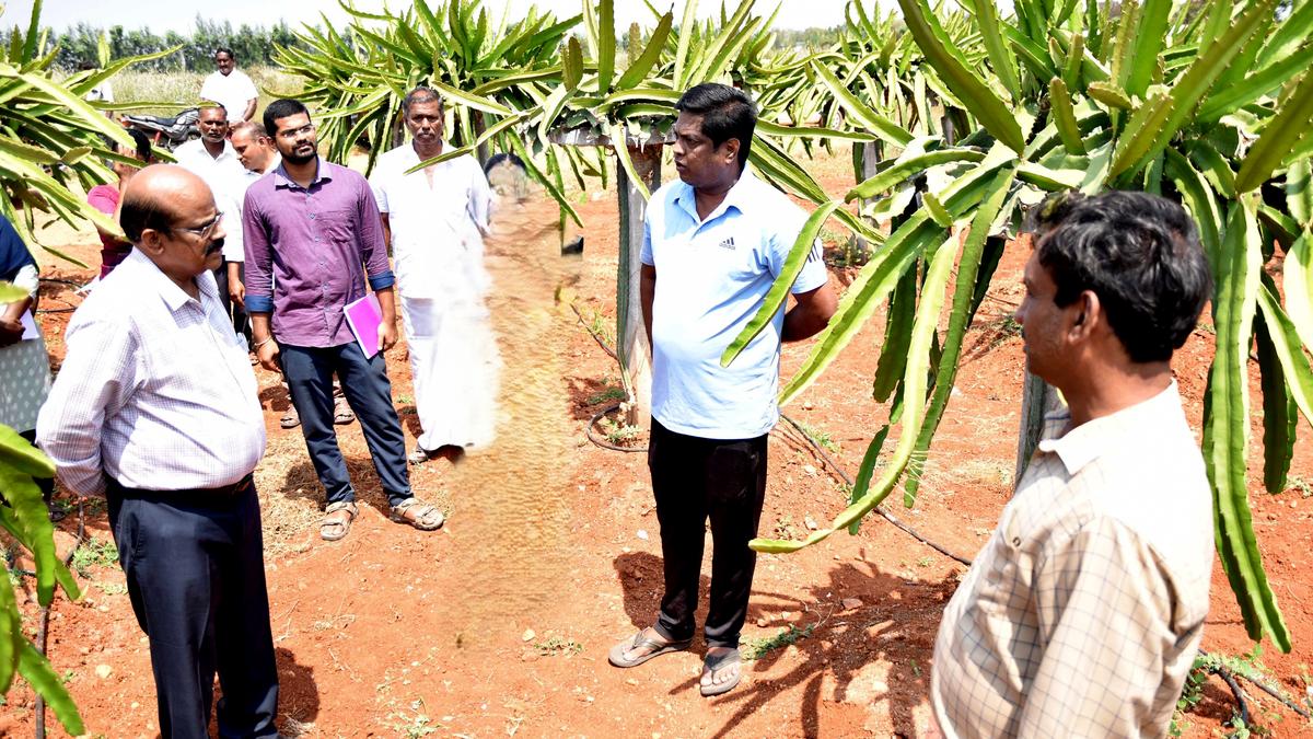 Cultivation of dragon fruit offers a good long-term option to farmers in Karur district