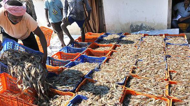 A.P.’s seafood exports exceed ₹20k crore, highest in country