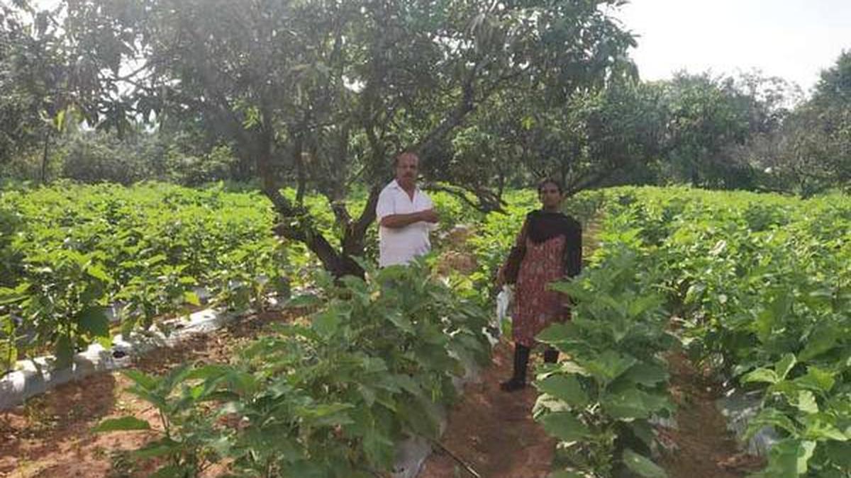 Intercropping in mangocatching up in State - The Hindu