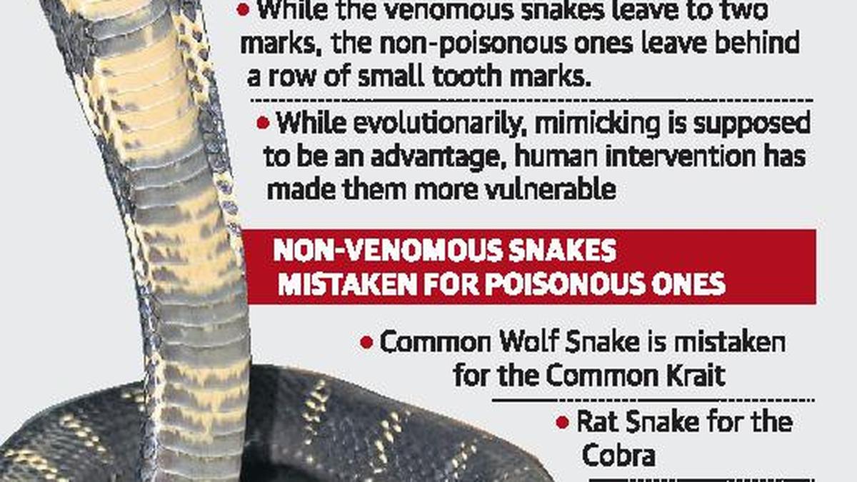 The dos and don’ts in rescuing a poisonous snake The Hindu