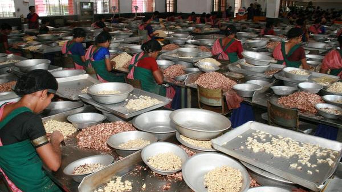 Cashew processing units feel the crunch The Hindu