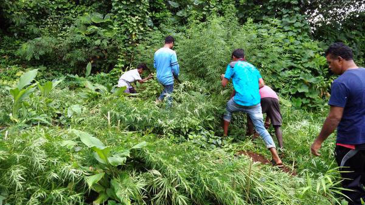 Drones used to map ganja cultivation areas - The Hindu