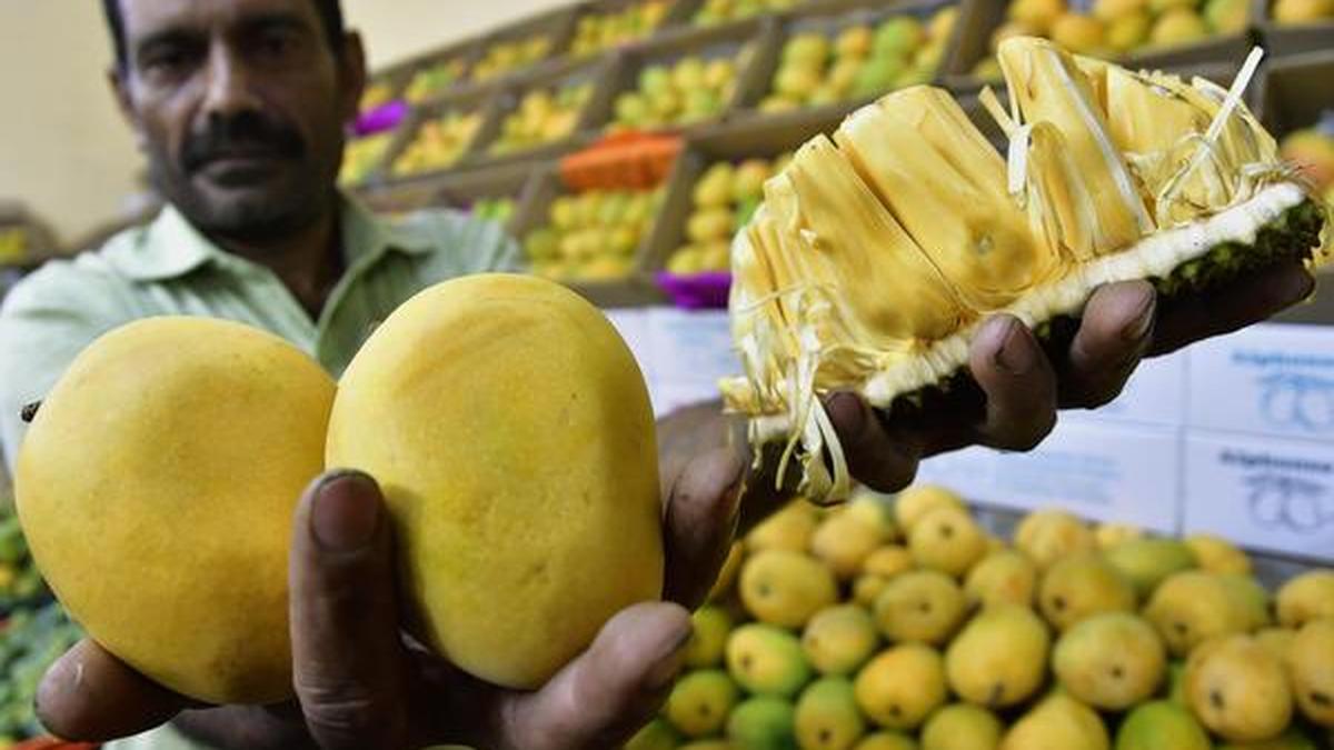 Mango and Jackfruit Mela begins The Hindu