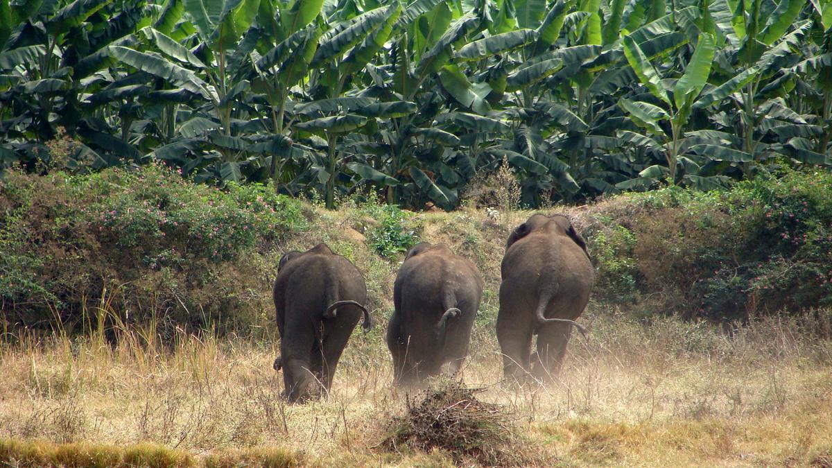 Taming trunks and tempers: Research initiatives from the State to mitigate conflicts