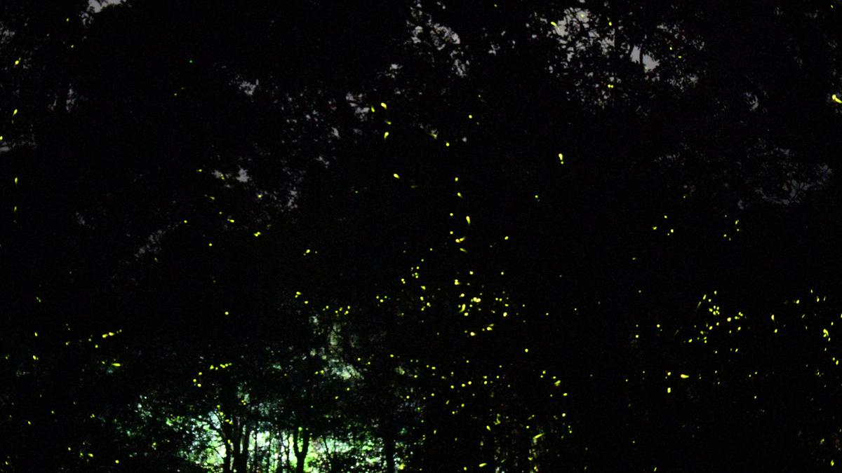 Twelve firefly hotspots identified in Bengaluru
Premium